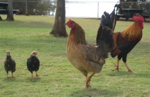 Chickens In Kauai