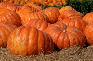 pumpkin-big