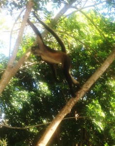 monkey tree